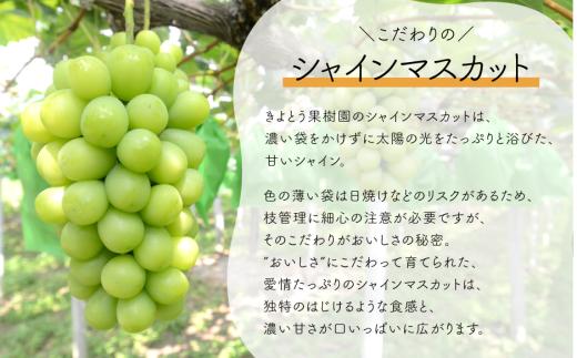 【2026年先行予約】桃も葡萄もしっかり食べたい！旬桃とシャインマスカットの満足便 (定期便) (岡山県産) / 8月10月 【KF-T062-02】