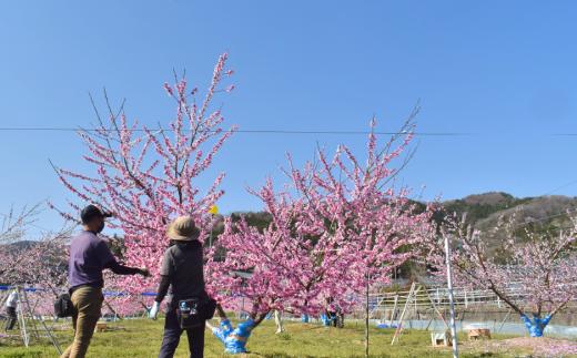 【2026年先行予約】さくら白桃（家庭用）5-8玉入 (岡山県産)【KF-A025-01】