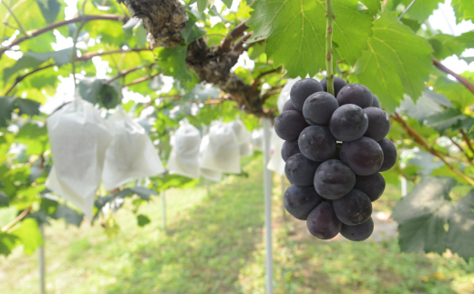 【2026年先行予約】種なしピオーネ 特大2房/計1.3kg~ (岡山県産)【KF-B064-01】