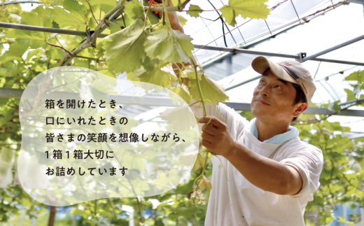 【2026年先行予約】ちょっとずつ食べたい！ピオーネとシャインマスカットの１房お試し２回便！ (定期便)(岡山県産)【KF-T042-02】