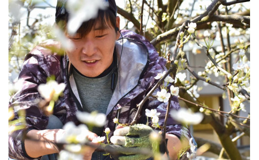 【きよとうファーム】果樹園の詰合せ！梨ワイン＆パウンドケーキ (岡山県産)【KF-S006-02】