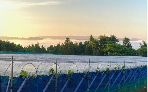 2026年先行予約【ご家庭用】 ニューピオーネ 3～４房  (2kg前後 化粧箱入) Lino＆Kai Farm ぶどう 岡山 真庭市 ピオーネ 大粒 【linokai005-02】