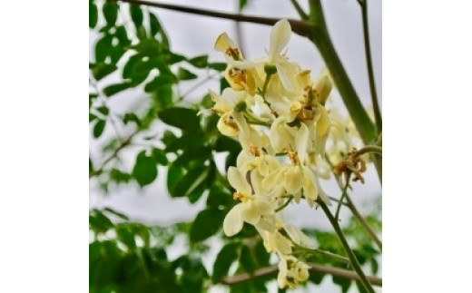 ã ãããªã«ãµãã³ ã ã¢ãªã³ã¬ ãã¥ãŒãã£ã»ã©ã ã¯ãã¢ãžã®éŠã / ã¢ãªã³ã¬ çŸå®¹ãªã€ã« ã»ã©ã ãã ãã ã¹ãã³ã±ã¢ æäœã 岡山ç çåºåž åœç£ ã¯ãã¢ãž ãsavon015-01ã