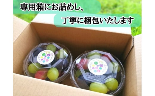 â»2026幎ã®äºçŽã§ãïŒâ»ãç£å°çŽéããã«ãŒãçåœå²¡å±±ïŒã·ã£ã€ã³ãã¹ã«ããå
¥ãã¶ã©ãç²ã«ããÃïŒ / 岡山 çåº ã·ã£ã€ã³ãã¹ã«ãã é£ã¹æ¯ã¹ è¡è ãã㊠ã¶ã©ã æ°é®® æç© ãã«ãŒã äººæ° æ°ééå® ç²å é£ã¹ããã ã®ãã ã¶ã©ãå°é æãã¡ããªãŒ (2026幎9æïœçºéäºå®) ãhfbd002-02ã