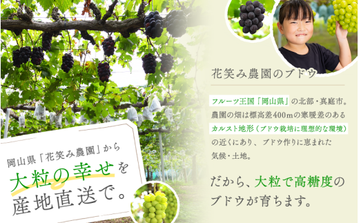 【2026年発送・先行予約】ピオーネ 除草剤不使用 3～4房(約2kg)贈答用 種なし ニューピオーネ 岡山ピオーネ ピオーネ ぴおーね ぶどう 葡萄 ブドウ 果物 フルーツ 大粒 ピオーネ 種無し 産地直送 農家直送 厳選 化粧箱 花笑み農園 岡山 ピオーネ 真庭市【hana006-03】