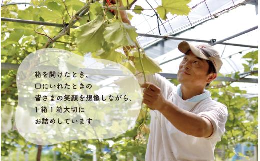 岡山のシャインマスカットを楽しむ満足2回便！大3-5房入×2回/全便計4.8kg～ (定期便)(岡山県産) 【KF-T065-01】