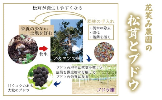 【2026年先行予約】花笑み農園　岡山の『松茸』100g 【hana077-02】