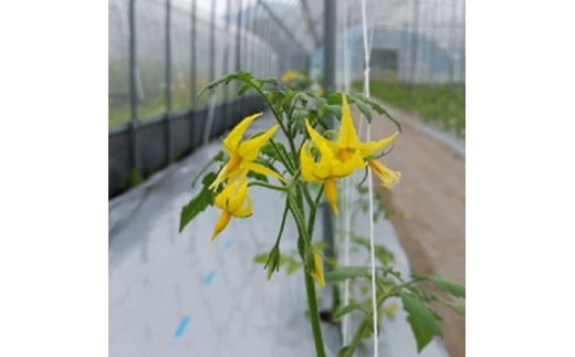 亮麻農園　大玉トマト「桃太郎」3.2～4.0kg【rmne001-02】