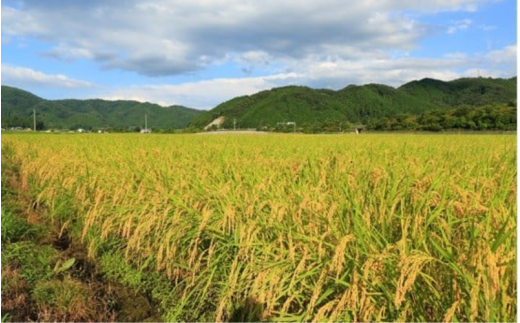 ＜全12回定期便＞ 真庭市産コシヒカリ 米ぬか 牡蠣栽培米 『 一心良米 』 無洗米 10kg (5kg×2袋）×12回 令和7年産 / お米 いっしんりょうまい 岡山県 こしひかり 人気 ブランド 新米 2025年産 【tkns-tkb038】