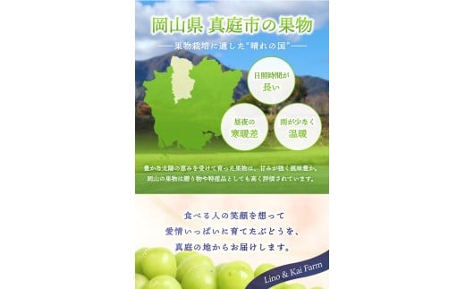 【2026年先行予約】 【ご家庭用】 Lino＆Kai Farmのシャインマスカット 2房（1.4kg前後） 化粧箱入  / 朝採れ ぶどう 岡山  真庭市 シャインマスカット 高級 ギフト 大粒 果物 贈答 人気 産地直送 国産 数量限定 種なし 【linokai008-02】