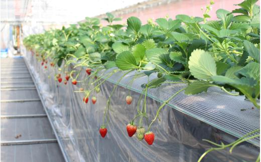 【ご家庭用】 いちご よつぼし すず 品種おまかせ 1kg （250g × 4パック）  / いちご イチゴ ストロベリー 苺 自宅用 こだわり 新鮮 産直 産地直送 サステナブル 果物 フルーツ くだもの 岡山県 真庭市 ハッピーファーム 【hfpr003-01】