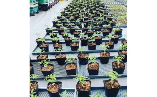 亮麻農園　大玉トマト「桃太郎」3.2～4.0kg【rmne001-02】