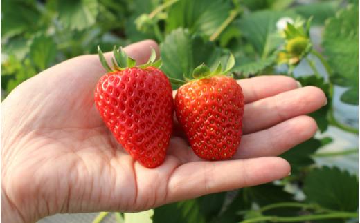 【贈答用】 高級いちご よつぼし すず 食べ比べセット （15粒 × 2箱） ゆりかご入り / いちご イチゴ ストロベリー 苺 食べ比べ こだわり 新鮮 産直 産地直送 サステナブル 果物 フルーツ くだもの ギフト プレゼント 贈答 岡山県 真庭市 ハッピーファーム 【hfpr001-01】