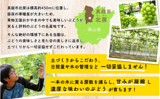 【訳あり】※2026年の予約です！※岡山県産 林ファミリーのシャインマスカット 約1.2kg（約2～3房）【2026年先行予約】 / 葡萄 ぶどう 岡山 真庭市 マスカット ブドウ 果物 フルーツ 新鮮 人気 数量限定 お買い得 家庭用 お試し ぶどう専門【hfbd021-02】
