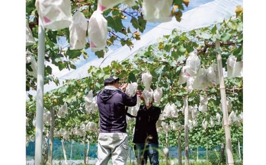 【2026年先行予約】岡山県産 【訳あり】 シャインマスカット 1.1kg以上（2房） 産地直送 朝採れ / ぶどう 葡萄 フルーツ 先行予約 真庭市【kgftmt014-02】