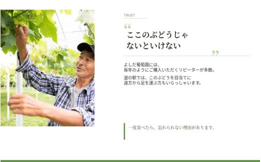 【2026年先行予約】 マスカサーティーン【シャイン一族の希少品種】 1㎏（2房または3房） 高級 シャインマスカット よしだ葡萄園 朝どれ直送【10月上旬～10月下旬頃に順次発送】/ ぶどう シャインマスカット 果物フルーツ 贈答品 贈り物 岡山県 真庭市【ysdb004】