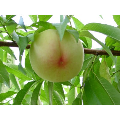 2026年 岡山白桃ロイヤル晩生(1箱3玉)800g【配送不可地域：離島】【1611258】