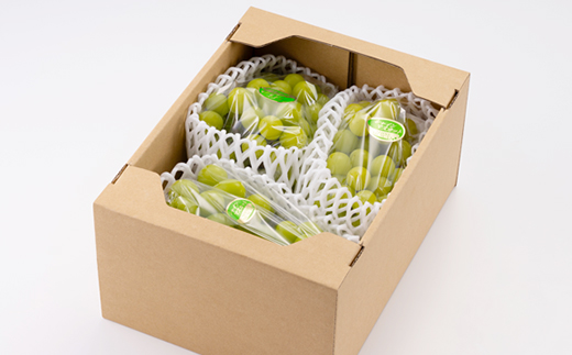 ãèš³ãããã·ã£ã€ã³ãã¹ã«ãã 2Kgãé
éäžå¯å°åïŒé¢å³¶ãã1631232ã