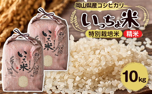 コシヒカリ　いっちょ米(5kg×2袋)【1536084】