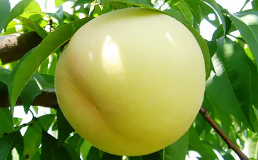 2026蟷エ蜈郁。御コ育エ縲蟯。螻ア逋ス譯(縺泌ョカ蠎ュ逕ィ)1.2繧ュ繝ュ(1邂ア4縲6邇)縲宣埼∽ク榊庄蝨ー蝓滂シ夐屬蟲カ縲代1598090縲