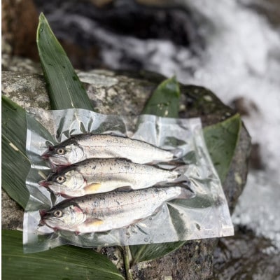 渓流の女王　アマゴ(冷凍12尾入り)【配送不可地域：離島】【1678912】