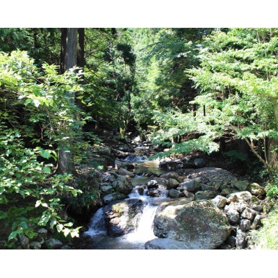 渓流釣り体験【大人1名 入場回数券】【1672840】