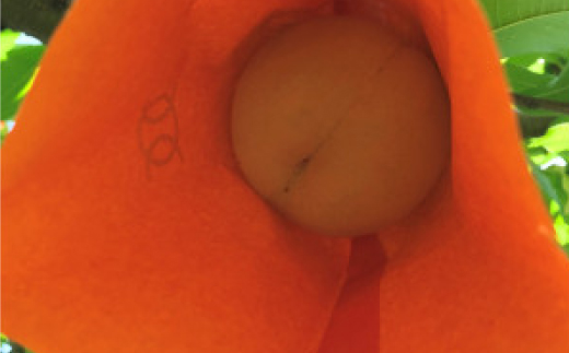 【先行予約・2026年7月下旬頃発送】とろける果肉とたっぷり果汁の岡山の白桃・清水白桃(2kg箱)【配送不可地域：離島】【1294295】