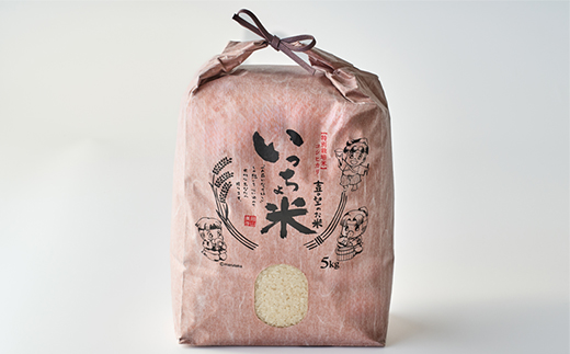 コシヒカリ　いっちょ米(5kg×1袋)【1536092】