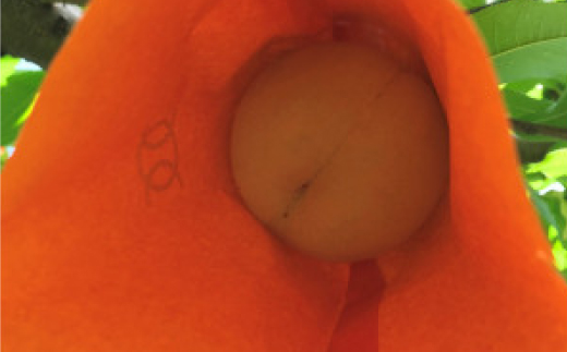 【先行予約・2026年7月発送予定】とろける果肉とたっぷり果汁の岡山の白桃・白鳳(2kg箱)【配送不可地域：離島】【1294294】