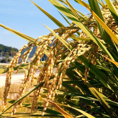 ã什å7幎ç£ããç¡æŽç±³ã岡山ãã¬ããã8kg(2kgÃ4è¢)ã1696481ã