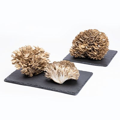 舞茸　約600g【配送不可地域：離島】【1154814】