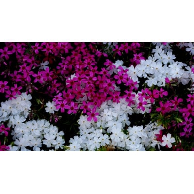 武蔵シバザクラセット【配送不可地域：離島・北海道・沖縄県】【1624811】