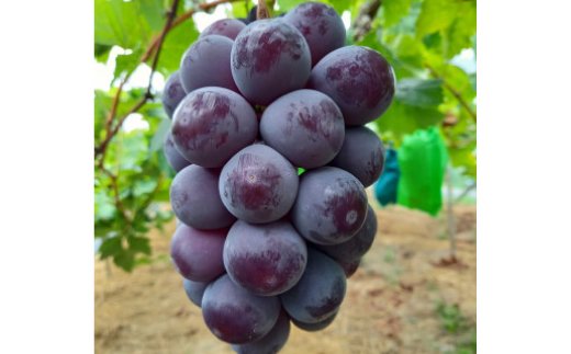 岡山県美作市産　シャインマスカット&ピオーネ　合計約1.3kg(各1房)【配送不可地域：離島・北海道・沖縄県】【1477223】