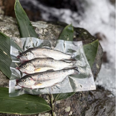 渓流の女王　アマゴ(冷凍24尾入り)【配送不可地域：離島】【1714766】