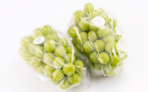 çŸäœåžç£ã·ã£ã€ã³ãã¹ã«ãã1Kgãé
éäžå¯å°åïŒé¢å³¶ãã1626496ã