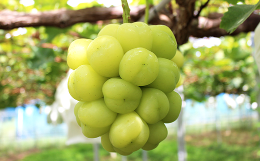 2026幎å
è¡äºçŽãéå®ã1æ¿ã1ãããé
éäžå¯å°åïŒé¢å³¶ãã1616174ã