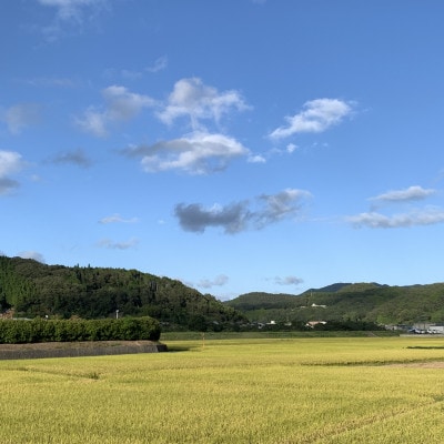 ã什å7幎ç£ã粟米ããã¬ããã5kg&ãã¡ãè©°åã(çŽ280gÃ4ããã¯)ãé
éäžå¯å°åïŒé¢å³¶ã»åæµ·éã»æ²çžçãã1676471ã