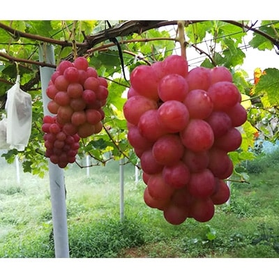 【2026年先行受付】パリッと皮ごと食べられるマスカットビオレ1.3kg【配送不可地域：離島】【1073055】