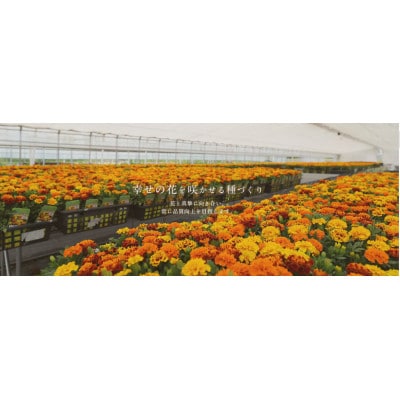 武蔵シバザクラセット【配送不可地域：離島・北海道・沖縄県】【1624811】