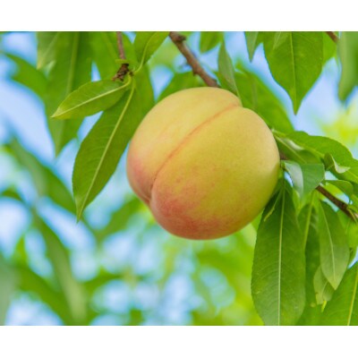 【先行予約★2026年7月中旬より順次発送予定】岡山県産　白鳳(2kg箱)【配送不可地域：離島・北海道・沖縄県】【1667406】