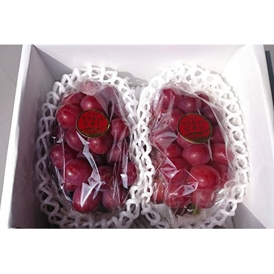 【2026年先行受付】パリッと皮ごと食べられるマスカットビオレ1.3kg【配送不可地域：離島】【1073055】