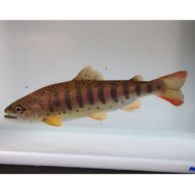 川魚のつかみどり体験【1672830】