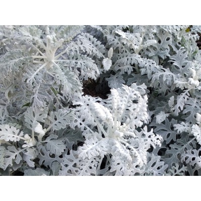 è¿æ¥çšãè±èã»ãã20ããããé
éäžå¯å°åïŒé¢å³¶ã»åæµ·éã»æ²çžçãã1625220ã