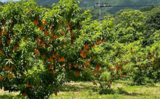 【先行予約・2026年7月発送予定】とろける果肉とたっぷり果汁の岡山の白桃・白鳳(2kg箱)【配送不可地域：離島】【1294294】