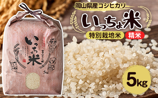 コシヒカリ　いっちょ米(5kg×1袋)【1536092】