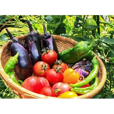 岡山県産　旬の採れたて野菜セット(7〜8種)【配送不可地域：離島】【1135723】