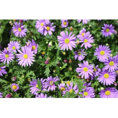 早春を飾る花苗セット【4月発送】　12ポット【配送不可地域：離島・北海道・沖縄県】【1625243】