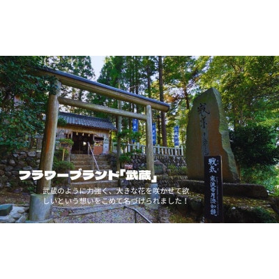 武蔵　ガーデンマムセット12ポット【配送不可地域：離島・北海道・沖縄県】【1624914】