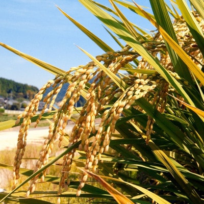 ã什å7幎ç£ã岡山çç£ç±³ é£ã¹æ¯ã¹(ãã¬ããã5kg+ã«ããŸã5kgãåèš10kgã»ãã)ã1696479ã