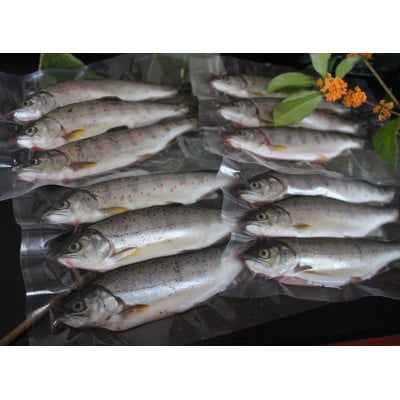 渓流の女王　アマゴ(冷凍24尾入り)【配送不可地域：離島】【1714766】